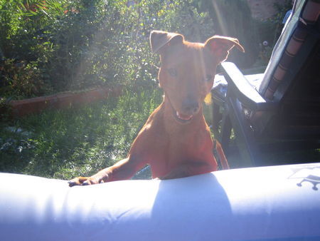 Zwergpinscher Hunde Foto 27804 Zwergpinscher gismo