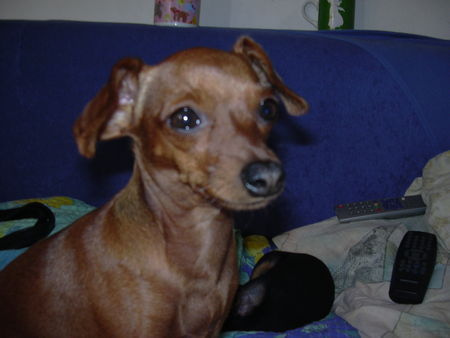 Zwergpinscher Hunde Foto 34287 Zwergpinscher