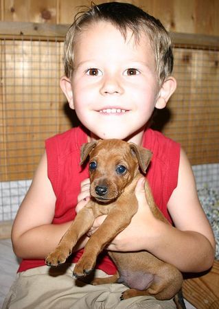 Zwergpinscher Hunde Foto 34986 in höherer Auflösung ansehen Zwergpinscher Marcel und Milan vom Camp Achensee
