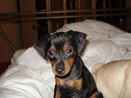 Zwergpinscher Hunde Foto 33391 in höherer Auflösung ansehen Zwergpinscher Bella