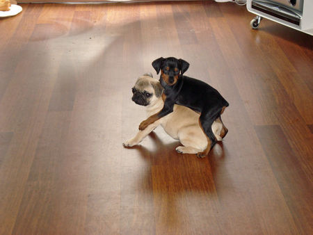 Zwergpinscher Hunde Foto 33390 in höherer Auflösung ansehen Zwergpinscher Bella