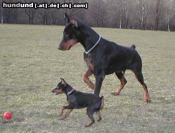 Zwergpinscher Hunde Foto 8131 Zwergpinscher Gucci der Zwergpinscher und sein Freund Murphy