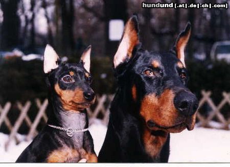 Zwergpinscher Hunde Foto 5452 Zwergpinscher Murphy und Kamilla