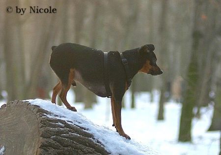 Zwergpinscher Hunde Foto 28647 in höherer Auflösung ansehen Zwergpinscher Nico - Prater 15.01.06
