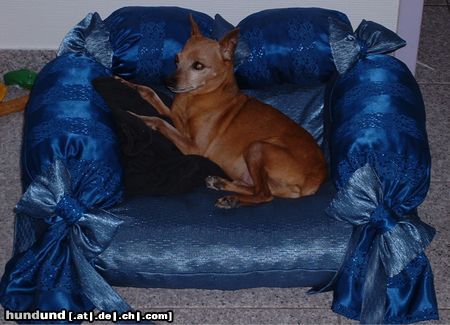 Zwergpinscher Mein alter Knabe mit 14 Jahren
