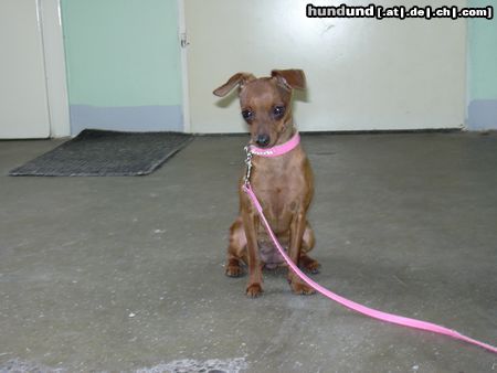 Zwergpinscher Hunde Foto 20489 Zwergpinscher zuckersüße phoebe!!
