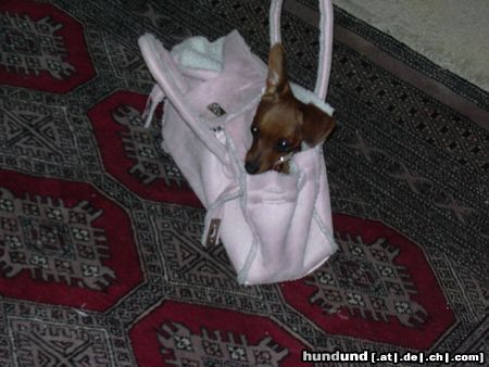 Zwergpinscher Hunde Foto 20929 Zwergpinscher meine süße phoebe