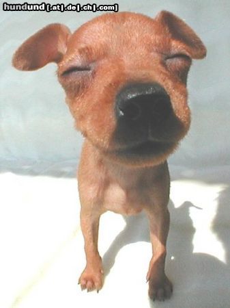 Zwergpinscher Hunde Foto 19580 in höherer Auflösung ansehen Zwergpinscher