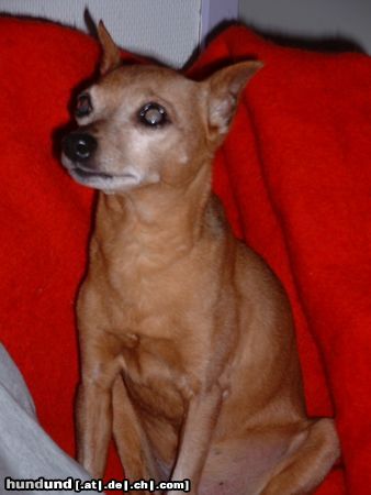 Zwergpinscher Hunde Foto 17147 in höherer Auflösung ansehen Zwergpinscher In Loving Memory