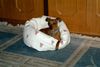 Zwergpinscher Foto: Daisy fühlt sich wohl (ID 8210) Zwergpinscher Hund