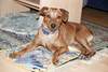 Zwergpinscher Foto: Sammy, 1 Jahr alt (ID 845) Zwergpinscher Hund