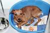 Zwergpinscher Foto: Sammy, 1 Jahr alt (ID 846) Zwergpinscher Hund