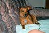 Zwergpinscher Foto: Daisy fühlt sich wohl (ID 8209) Zwergpinscher Hund