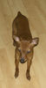 Zwergpinscher Foto: Mein süßer Krümel (ID 31380) Zwergpinscher Hund