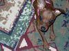 Zwergpinscher Foto: *ggg* (ID 20513) Zwergpinscher Hund