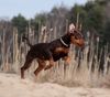 Zwergpinscher Hund