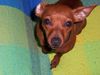 Zwergpinscher Foto: upps..., bitte nicht schimpfen, bin doch sooo lieb! (ID 13721) Zwergpinscher Hund