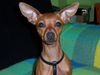 Zwergpinscher Foto: Maya mit 13 monaten (ID 13724) Zwergpinscher Hund