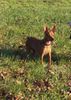 Zwergpinscher Foto: Rocky mit 6,5 Monaten (ID 6776) Zwergpinscher Hund