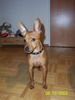 Zwergpinscher Foto: Rocky (ID 7343) Zwergpinscher Hund