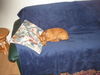 Zwergpinscher Foto: Cassie - Ruhepause (ID 31855) Zwergpinscher Hund