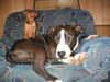 Zwergpinscher Foto: klein woody mit freund (ID 14585) Zwergpinscher Hund