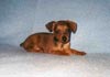 Zwergpinscher Foto: Cindy (ID 594) Zwergpinscher Hund