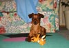 Zwergpinscher Foto: Cindy (ID 596) Zwergpinscher Hund