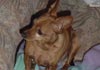 Zwergpinscher Foto: Rambo (ID 662) Zwergpinscher Hund