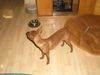 Zwergpinscher Hund
