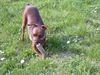 Zwergpinscher Foto: süß die kleine phoebe (ID 20624) Zwergpinscher Hund