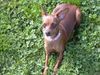 Zwergpinscher Foto: phoebe!!! (ID 20625) Zwergpinscher Hund