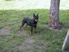 Zwergpinscher Foto: Allegra Gräfin von Burg-Wildenstein (ID 4013) Zwergpinscher Hund