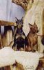 Zwergpinscher Foto: Kamilla und Bengj (ID 5454) Zwergpinscher Hund