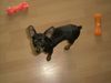 Zwergpinscher Foto: Bafi, 12 Wochen (ID 6202) Zwergpinscher Hund