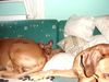 Zwergpinscher Foto: tristan und seine ridgebackfreunde (ID 20717) Zwergpinscher Hund