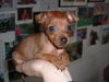 Zwergpinscher Foto: Tartine (ID 33662) Zwergpinscher Hund