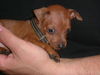 Zwergpinscher Foto: Tartine (ID 33661) Zwergpinscher Hund