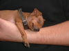 Zwergpinscher Foto: Tartine (ID 33660) Zwergpinscher Hund