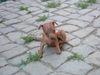 Zwergpinscher Foto: Tartine (ID 33663) Zwergpinscher Hund