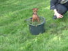 Zwergpinscher Foto: Tartine (ID 36740) Zwergpinscher Hund