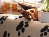 Zwergpinscher Foto: Tartine (ID 36739) Zwergpinscher Hund