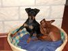 Zwergpinscher Foto: tristan und emma (12 und 16 wochen) (ID 20716) Zwergpinscher Hund