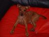 Zwergpinscher Foto: Sooo brav!! (ID 14586) Zwergpinscher Hund