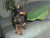 Zwergpinscher Foto: Bafi, 15 Wochen (ID 6201) Zwergpinscher Hund