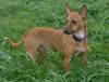 Zwergpinscher Foto: jump (ID 20644) Zwergpinscher Hund