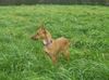 Zwergpinscher Foto: ich bin kein zwergpinscher (ID 18706) Zwergpinscher Hund