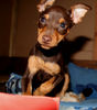 Zwergpinscher Hund