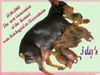 Zwergpinscher Foto: unser B-Wurf 12.05.2003 (ID 4269) Zwergpinscher Hund