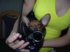 Zwergpinscher Foto: phoebe mti 8 wochen (ID 23791) Zwergpinscher Hund